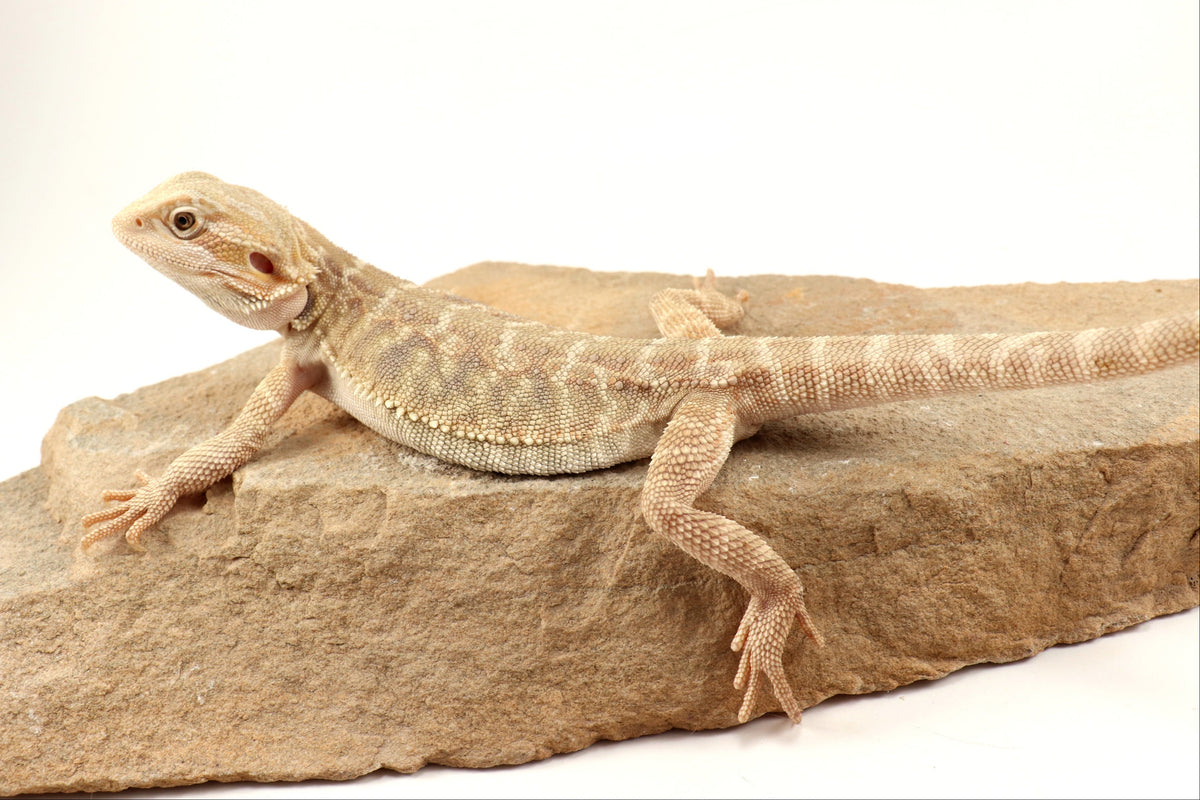Hypo Leatherback Tiger Bearded Dragon