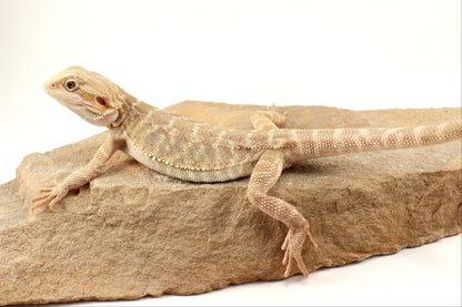 Hypo Leatherback Tiger Bearded Dragon