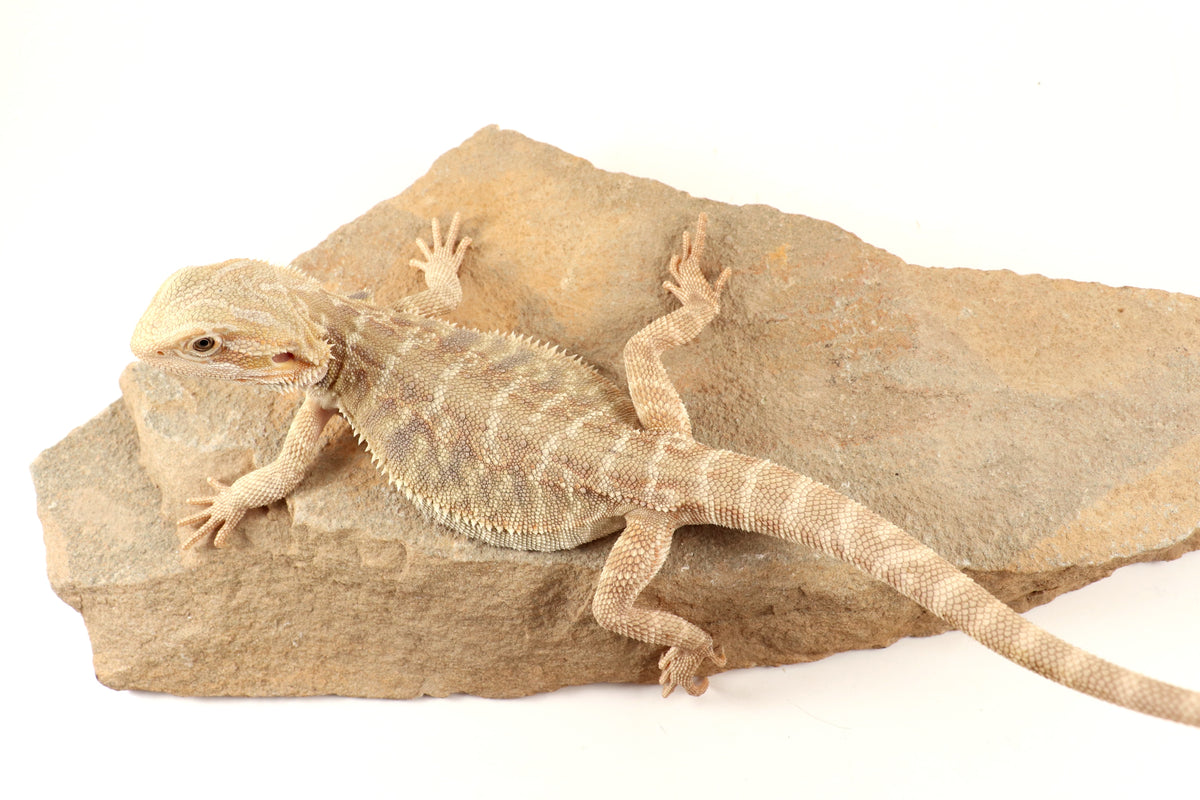 Hypo Leatherback Tiger Bearded Dragon
