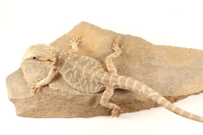 Hypo Leatherback Tiger Bearded Dragon