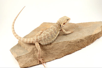 Hypo Leatherback Tiger Bearded Dragon