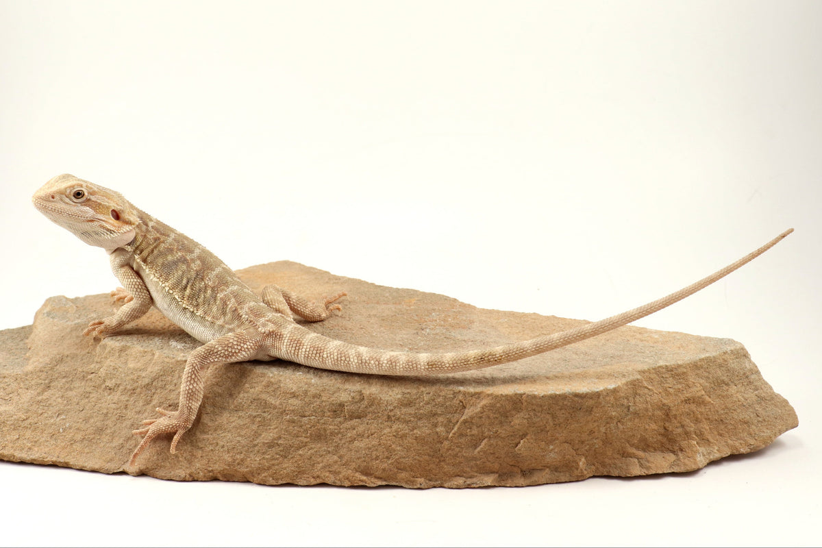 Hypo Leatherback Tiger Bearded Dragon