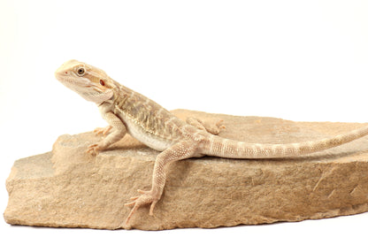 Hypo Leatherback Tiger Bearded Dragon