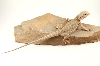Hypo Leatherback Tiger Bearded Dragon