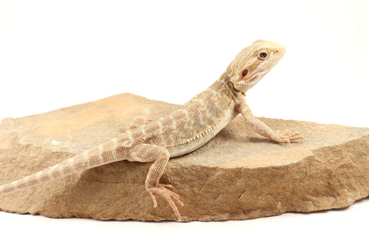 Hypo Leatherback Tiger Bearded Dragon