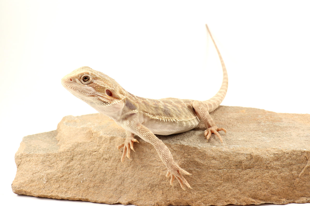 Hypo Leatherback Tiger Bearded Dragon