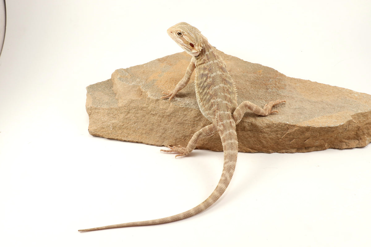 Hypo Leatherback Tiger Bearded Dragon