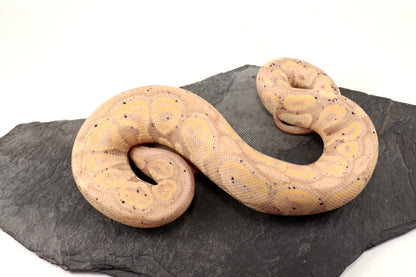 Banana Cinnamon Ball Python