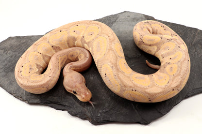 Banana Cinnamon Ball Python