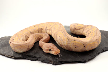 Banana Cinnamon Ball Python