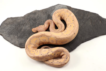 Banana Cinnamon Ball Python