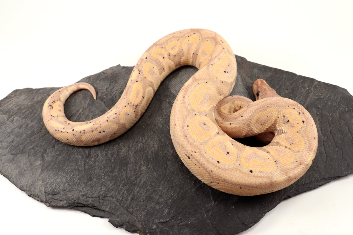 Banana Cinnamon Ball Python