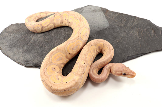 Banana Cinnamon Ball Python