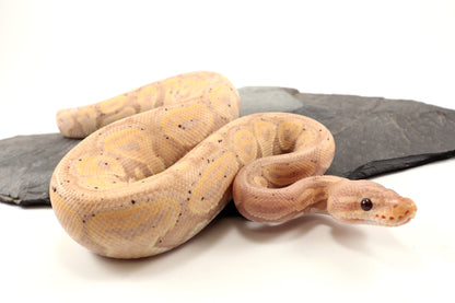 Banana Cinnamon Ball Python