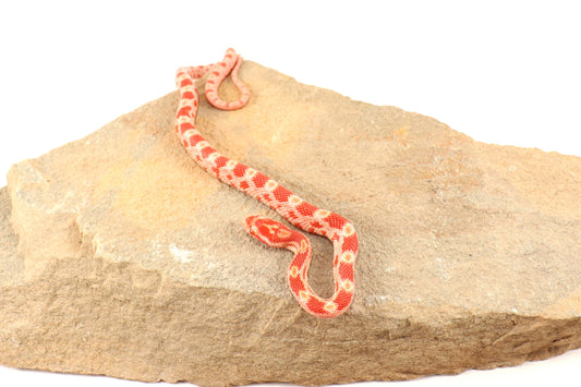 Amel Corn Snake