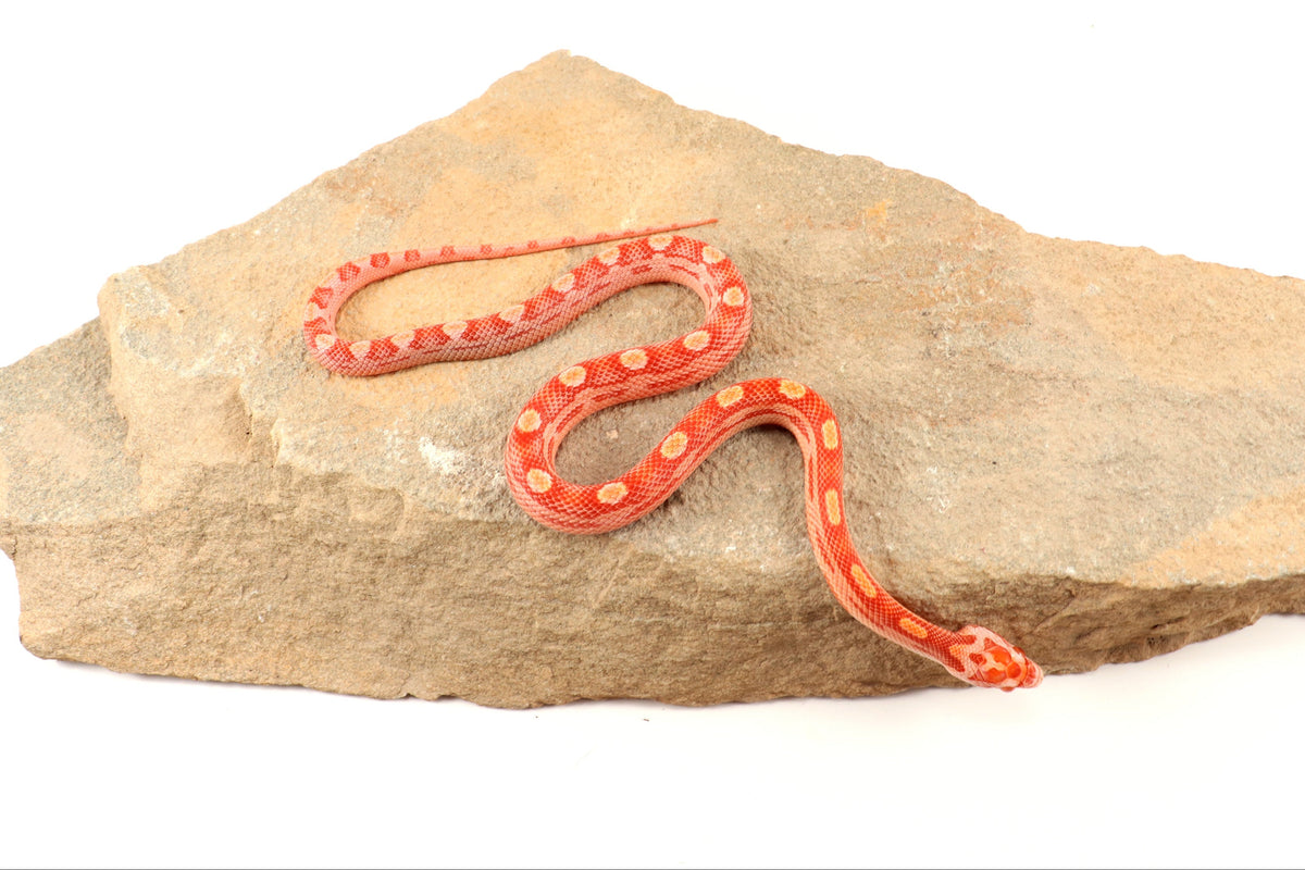 Amel Motley Corn Snake