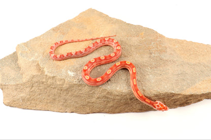 Amel Motley Corn Snake