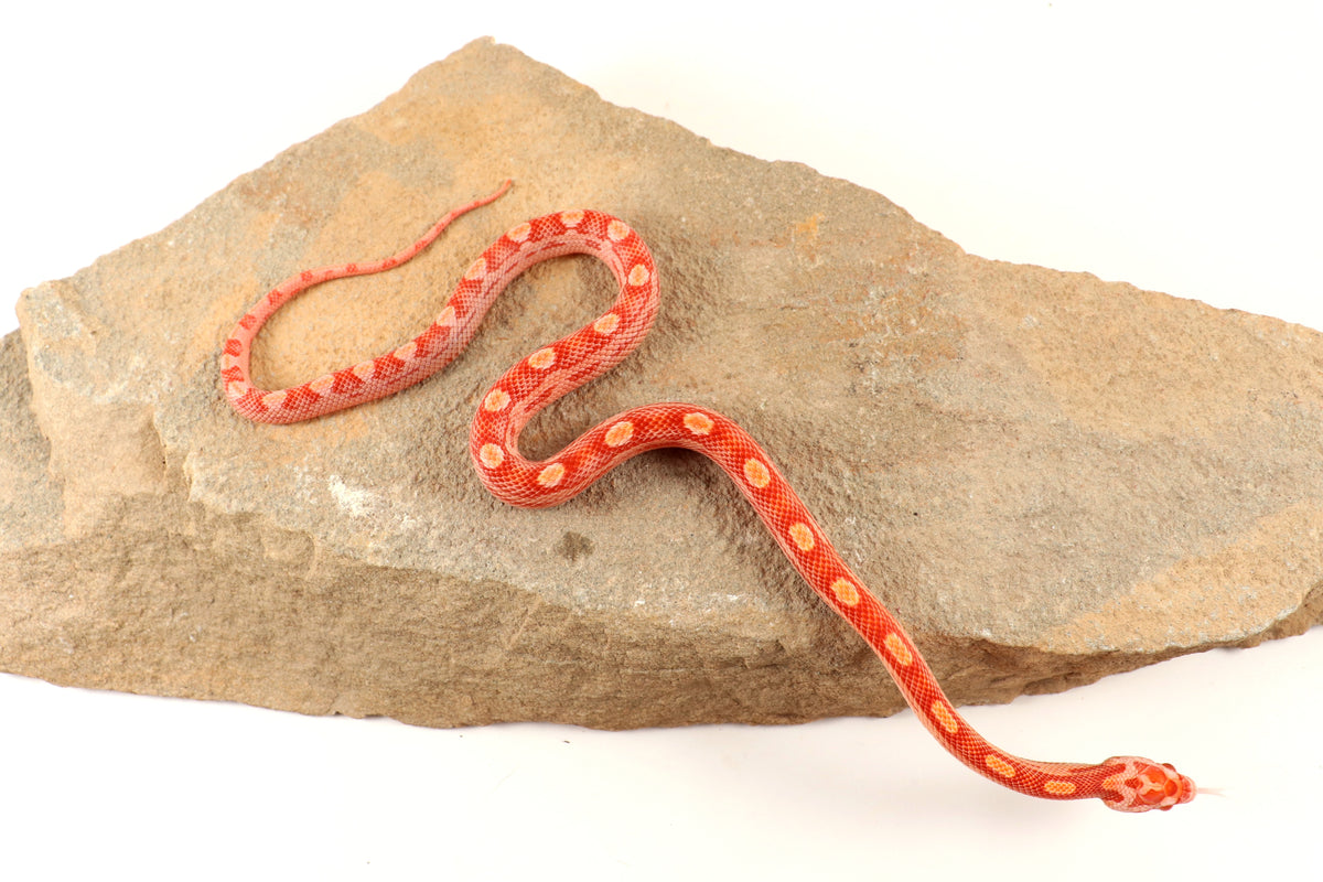 Amel Motley Corn Snake - All Reptiles