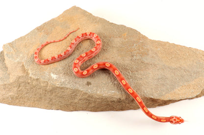 Amel Motley Corn Snake