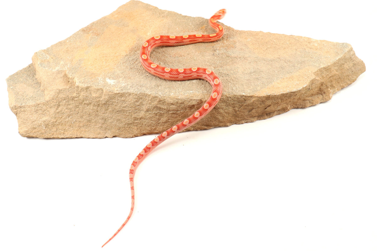 Amel Motley Corn Snake