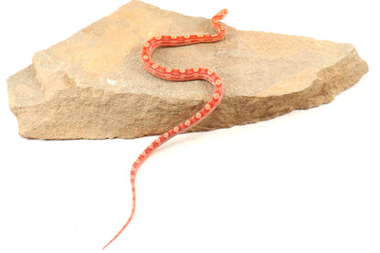 Amel Motley Corn Snake