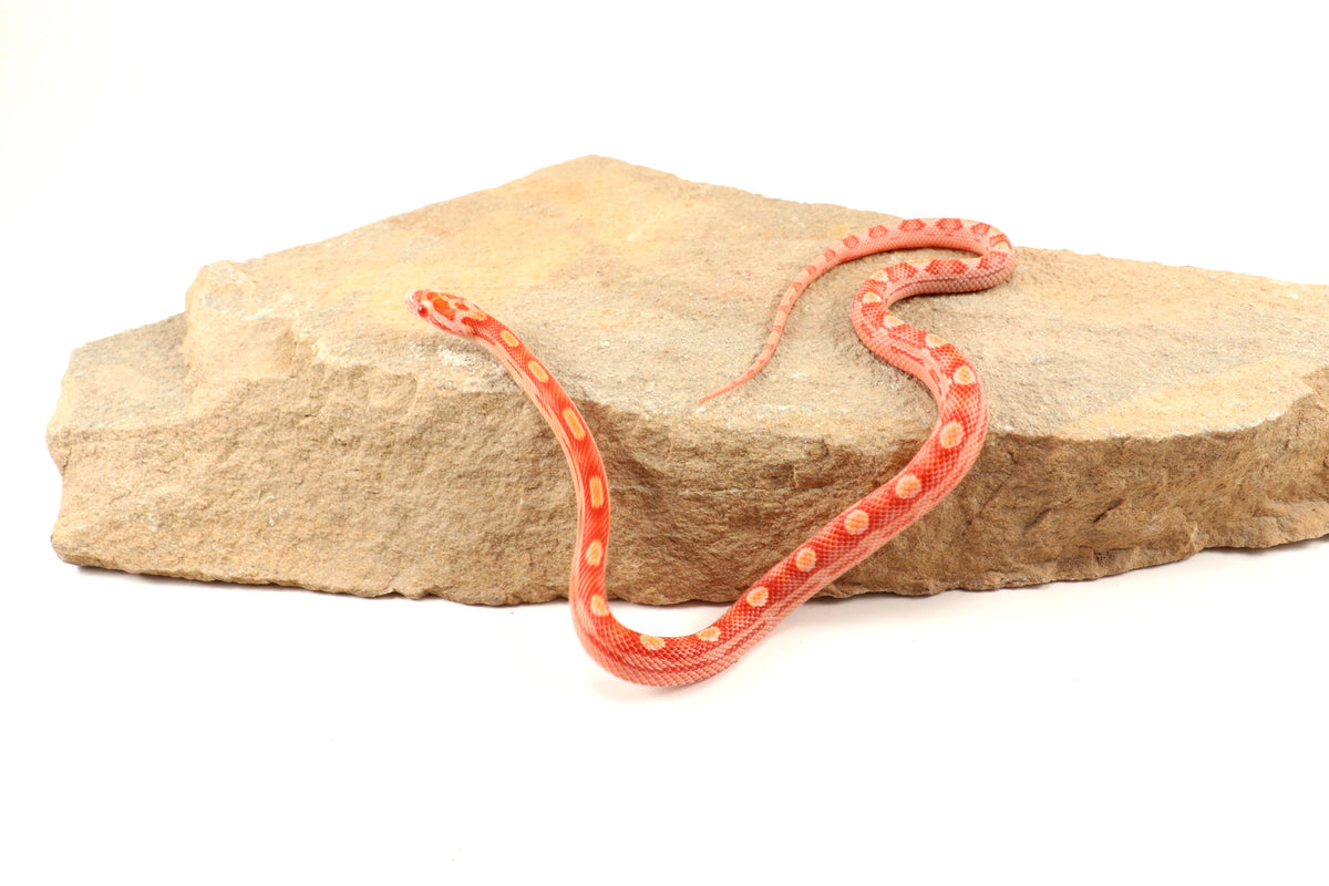 Amel Motley Corn Snake