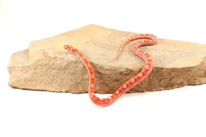 Amel Motley Corn Snake