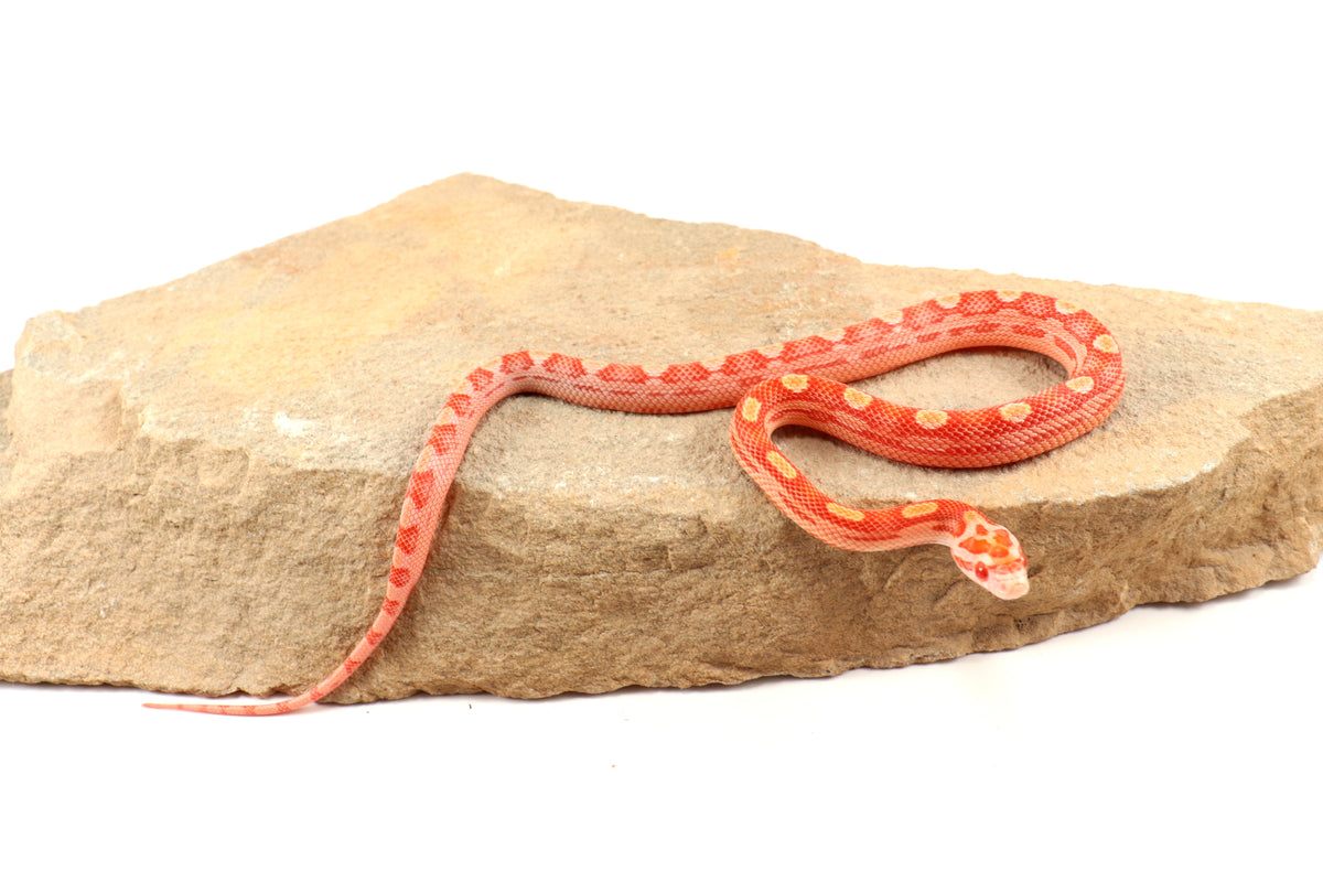 Amel Motley Corn Snake