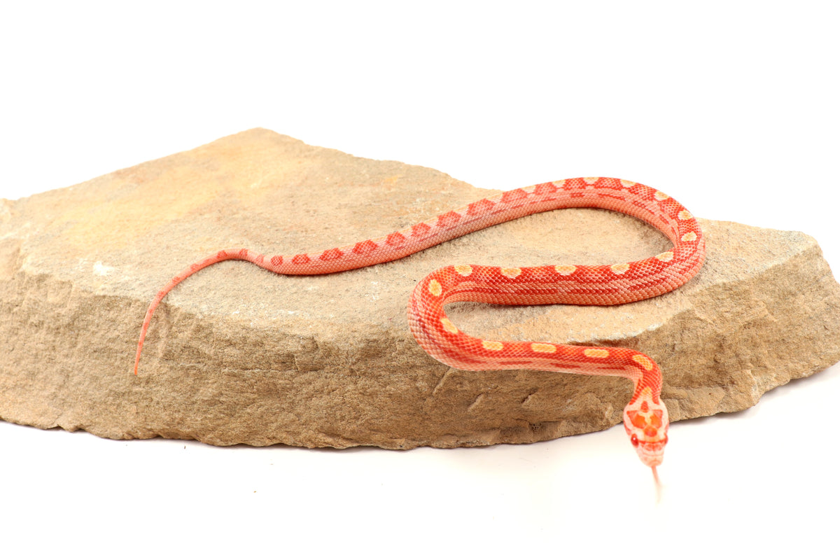 Amel Motley Corn Snake