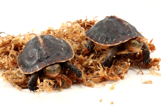 Chinese Box Turtle