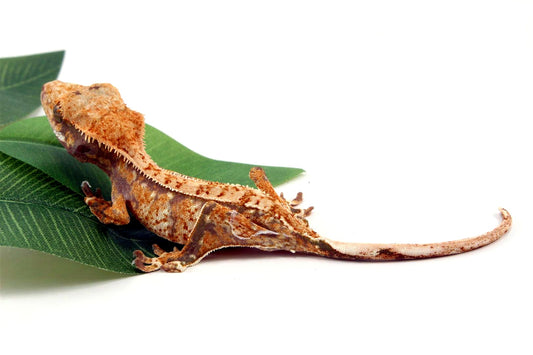 Tricolor Crested Gecko