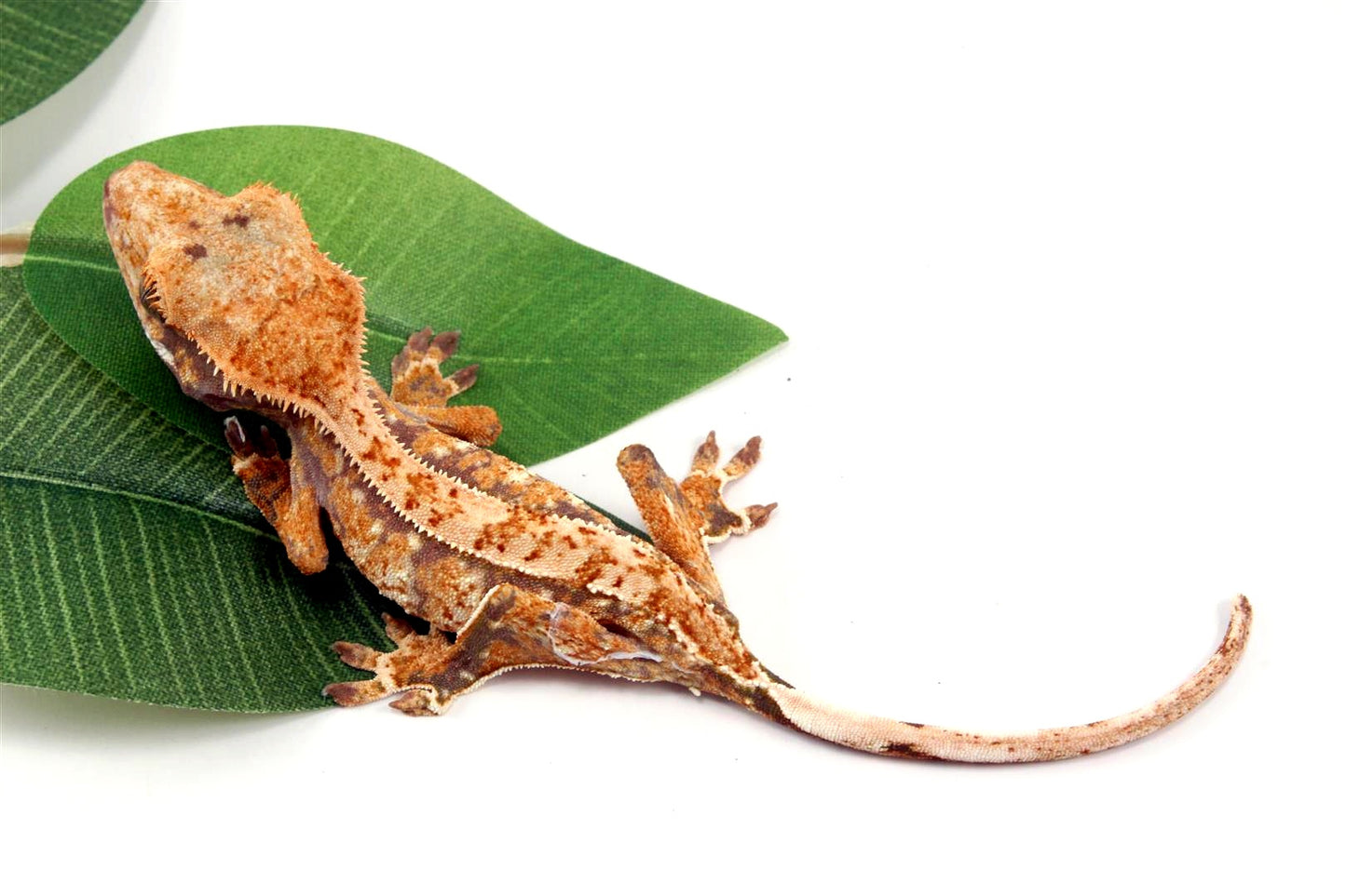 Tricolor Crested Gecko