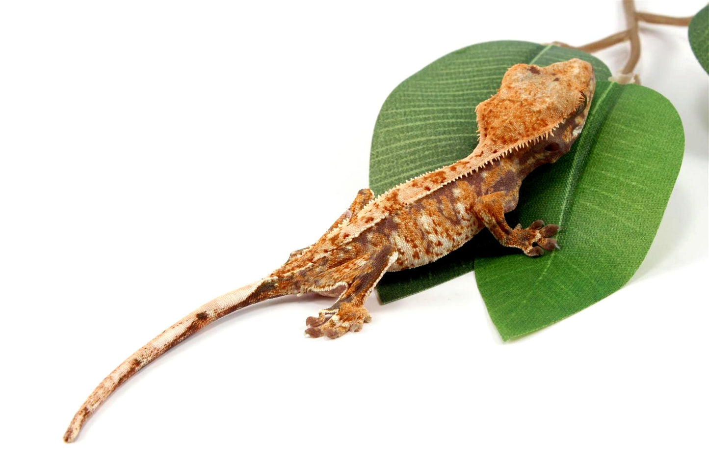Tricolor Crested Gecko