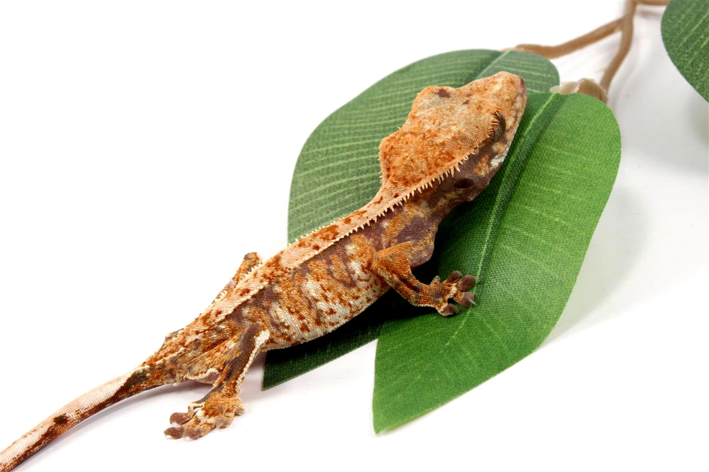 Tricolor Crested Gecko