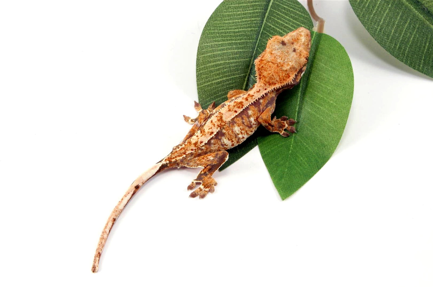 Tricolor Crested Gecko