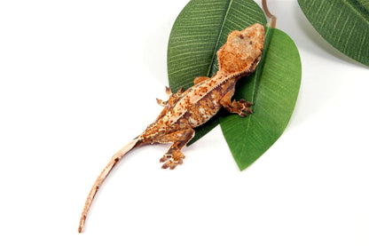 Tricolor Crested Gecko