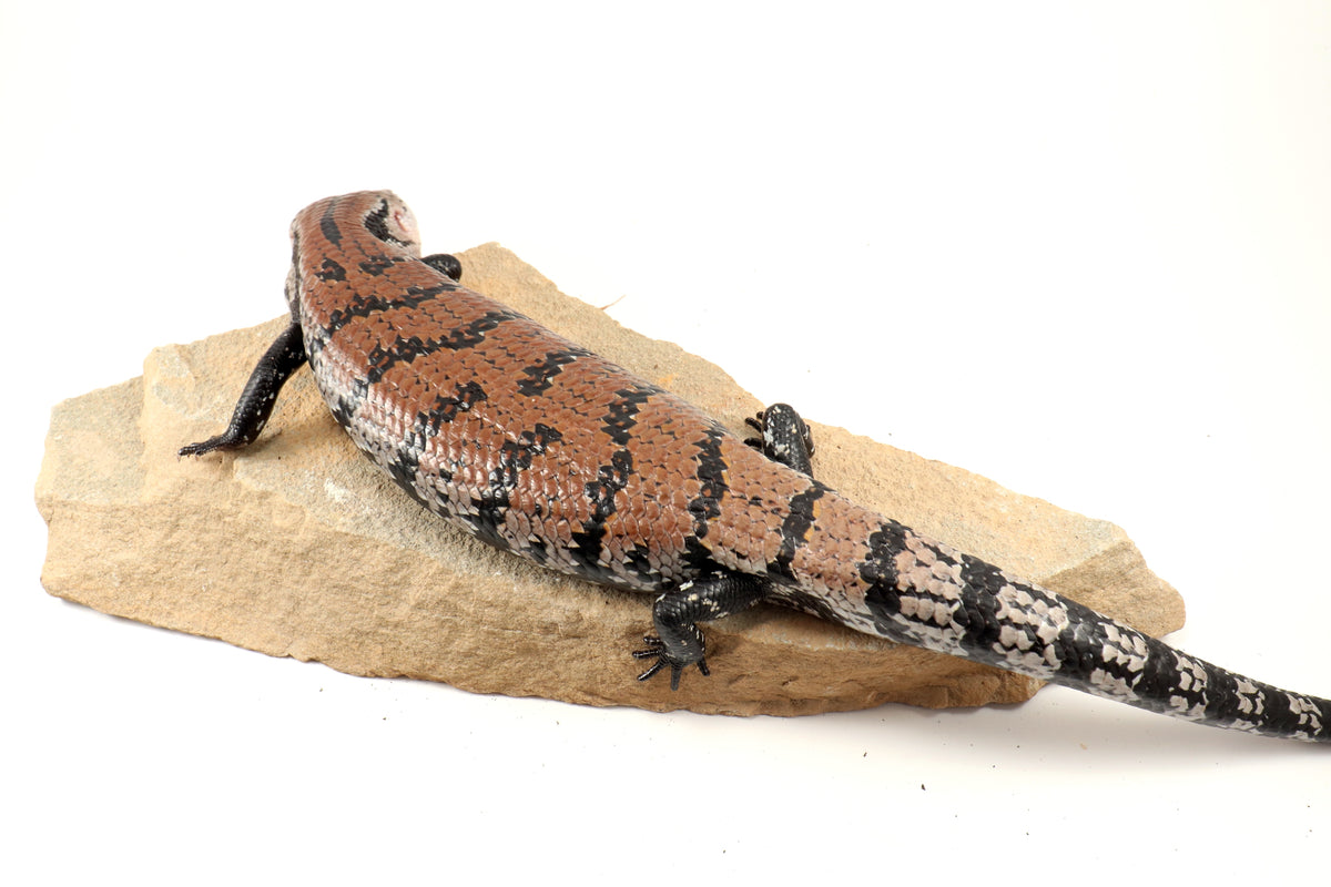 Indonesian Blue Tongue Skink