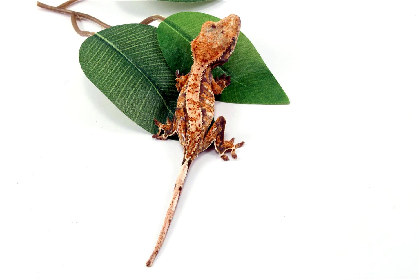 Tricolor Crested Gecko