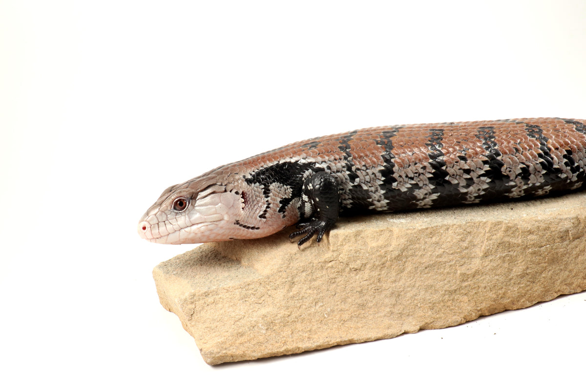 Indonesian Blue Tongue Skink