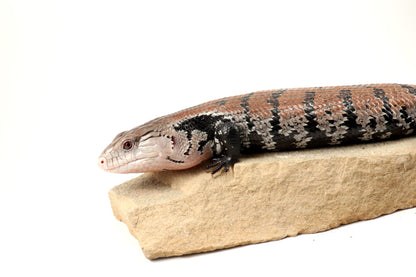 Indonesian Blue Tongue Skink