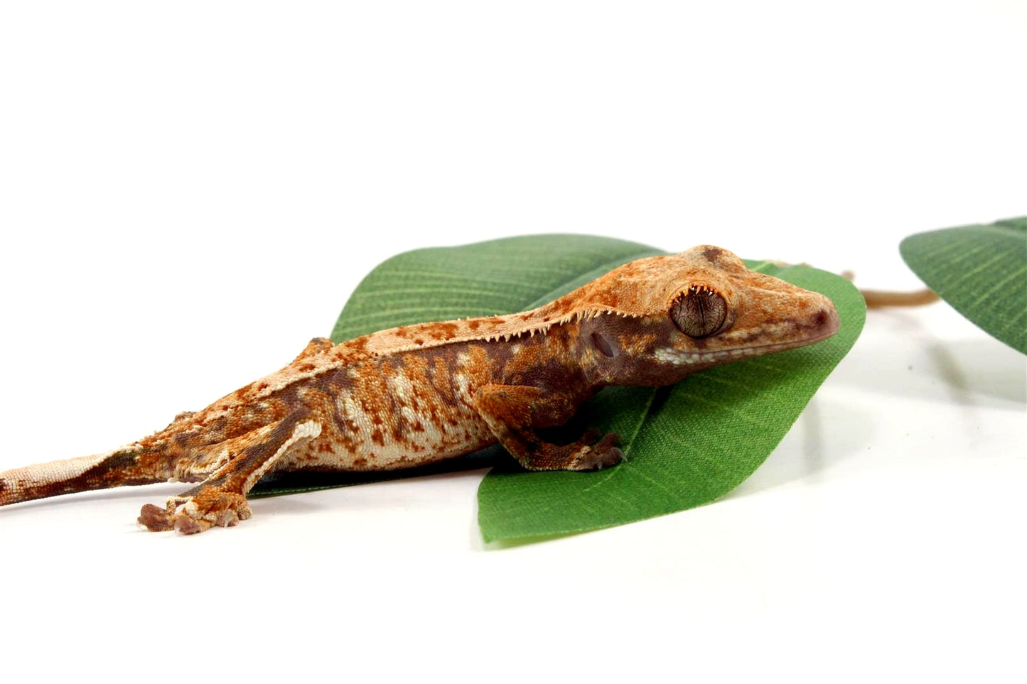 Tricolor Crested Gecko