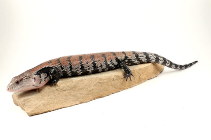 Indonesian Blue Tongue Skink