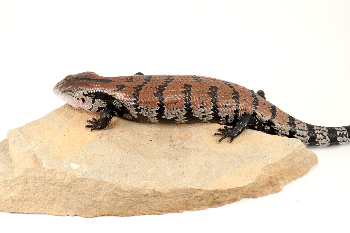 Indonesian Blue Tongue Skink