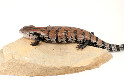 Indonesian Blue Tongue Skink
