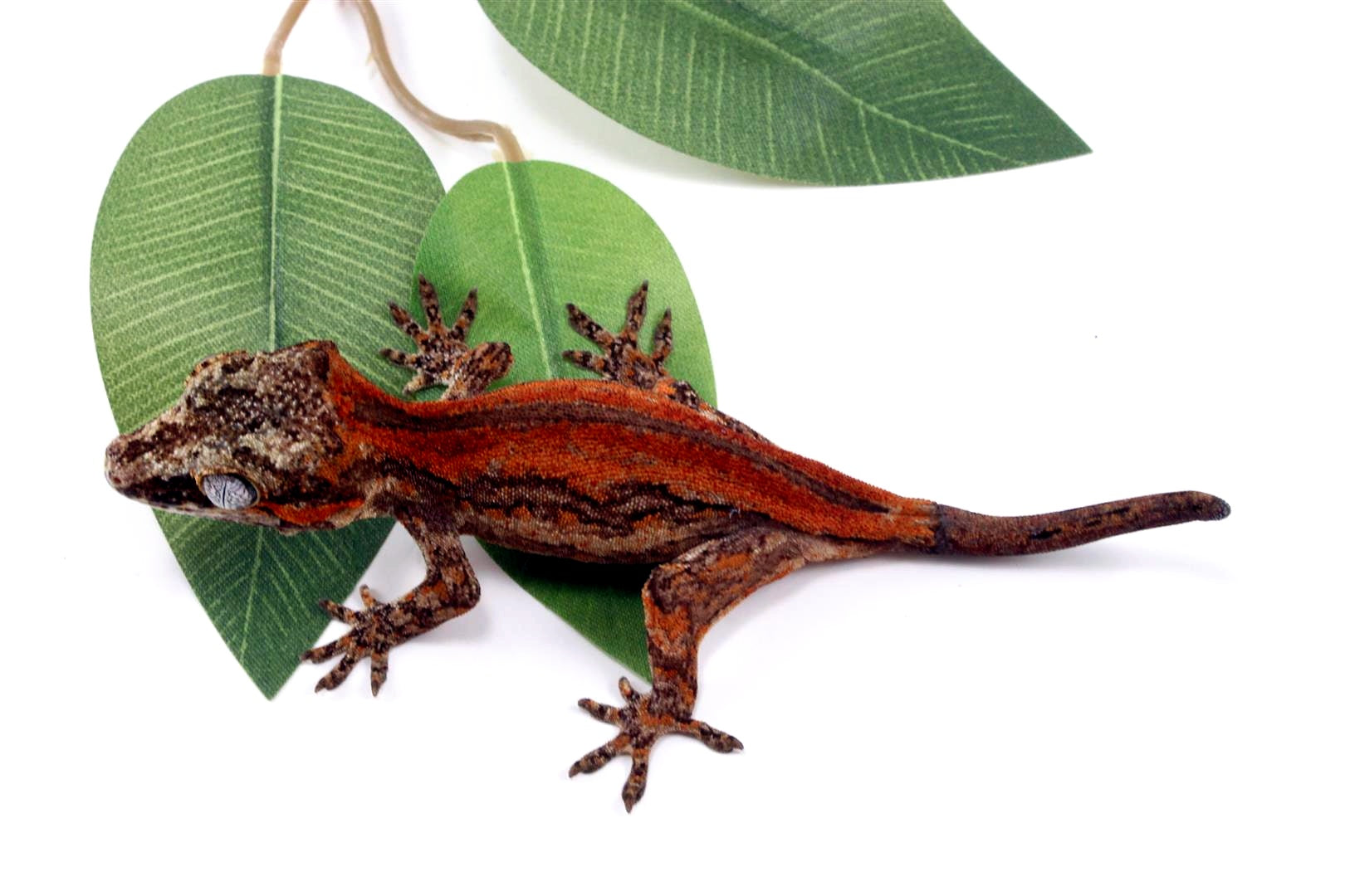 Red Striped Gargoyle Gecko All Reptiles