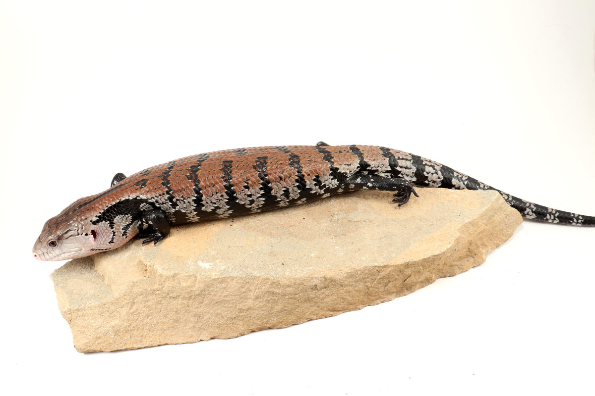 Indonesian Blue Tongue Skink