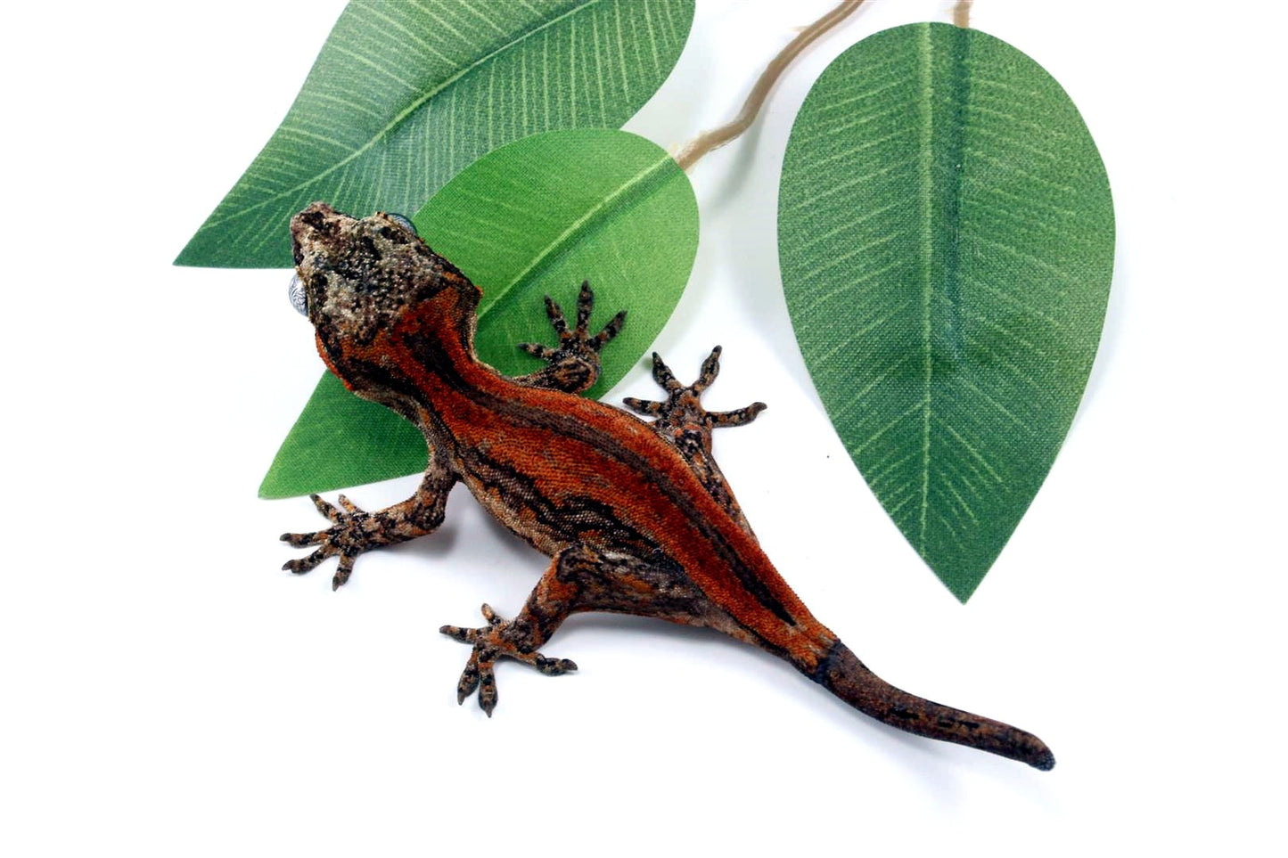 Red Striped Gargoyle Gecko All Reptiles