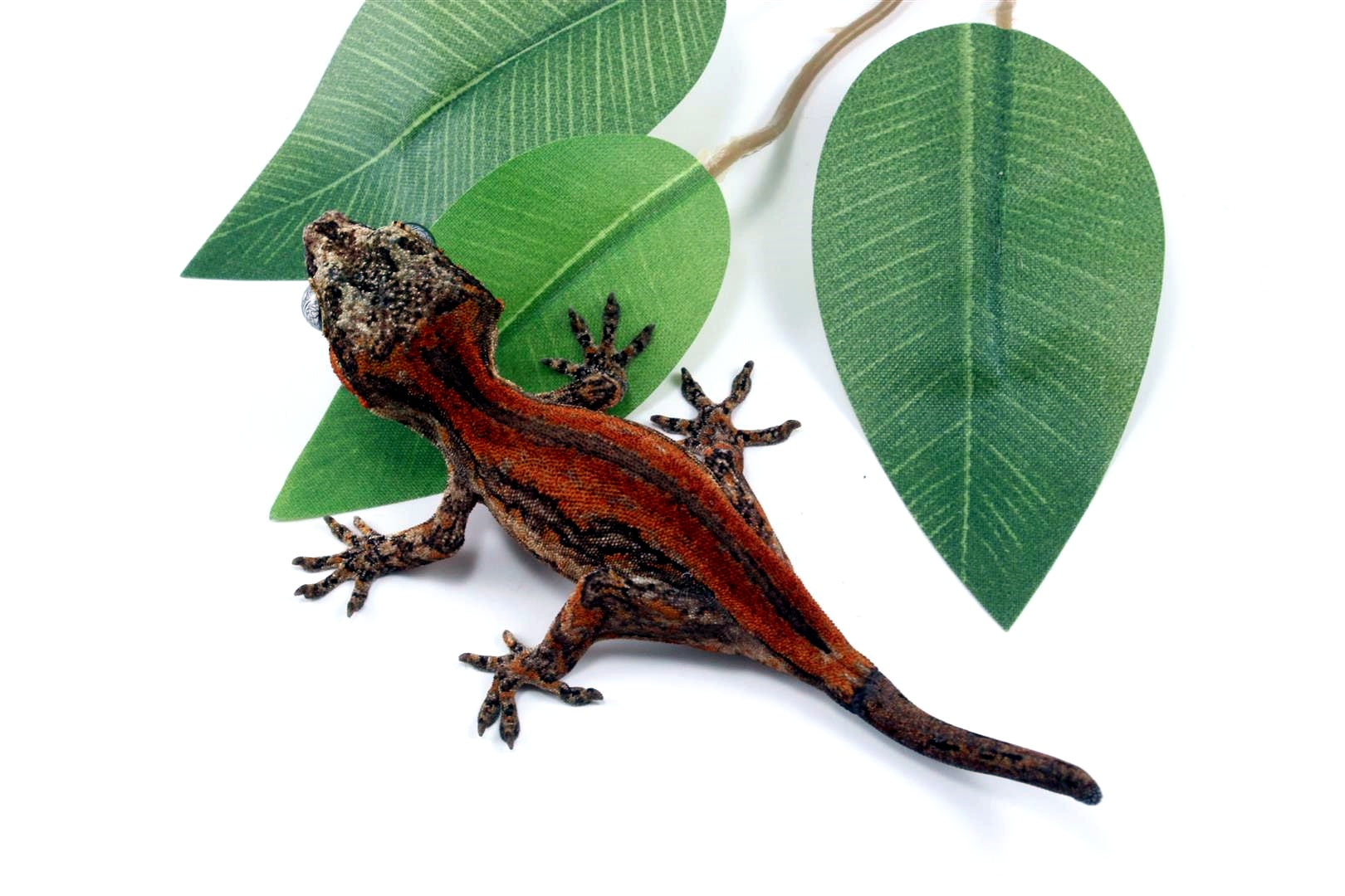 Red Striped Gargoyle Gecko All Reptiles