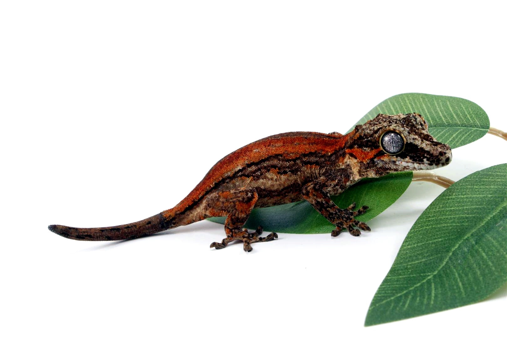 Red Striped Gargoyle Gecko All Reptiles