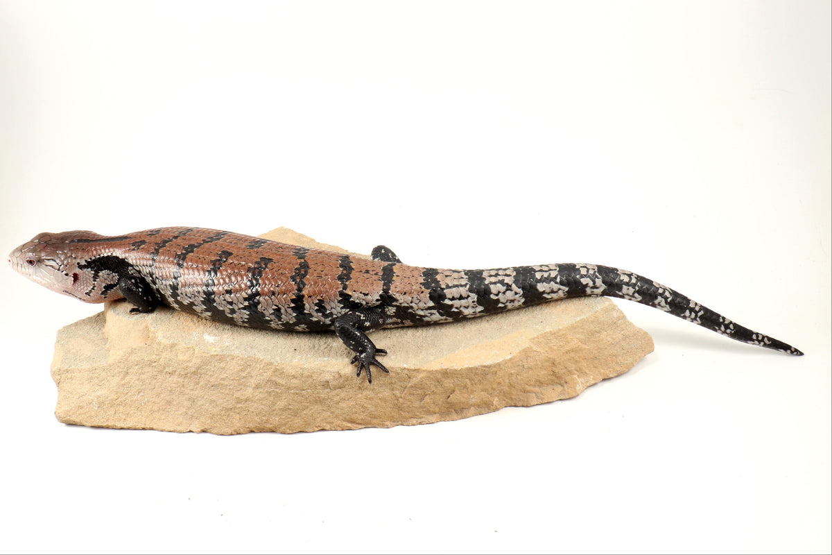 Indonesian Blue Tongue Skink